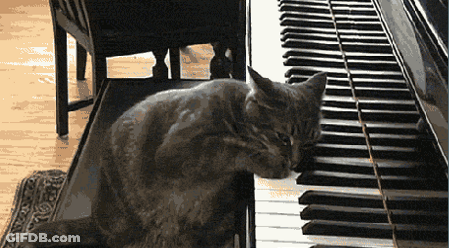 Black Cat Piano Recital GIF