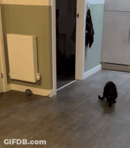 Black Cat Playing With Green Ball In Hallway GIF