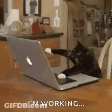 Black Cat Playing With Laptop GIF