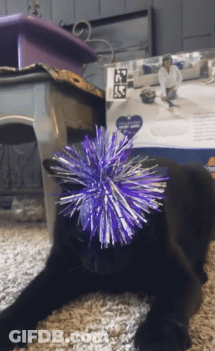 Black Cat Playing With Purple Toy GIF