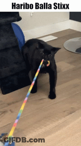 Black Cat Playing With Rainbow Toy Haribo Balla Stixx GIF