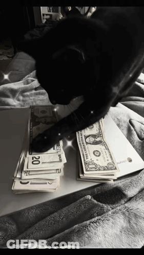 Black Cat Playing With Stack Of 20 Dollar Bills GIF