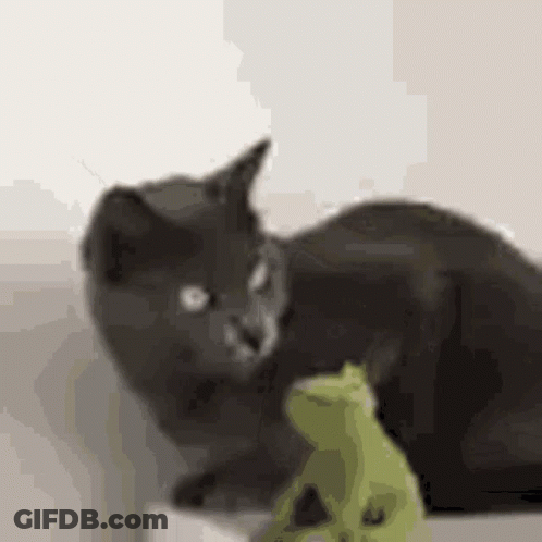 Black Cat Playing With Stuffed Frog GIF