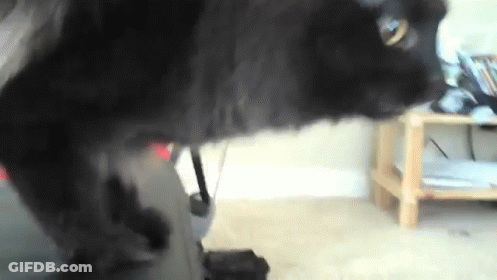 Black Cat Playing With Vacuum Cleaner GIF