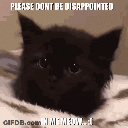 Black Cat Please No GIF