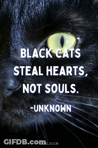 Black Cat Quote About Black Cats GIF