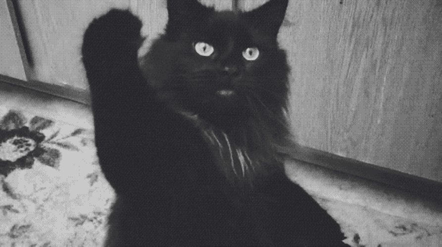 Black Cat Raise Hand GIF