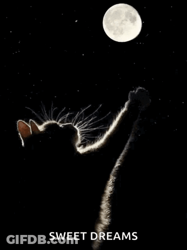 Black Cat Reaching For Full Moon GIF