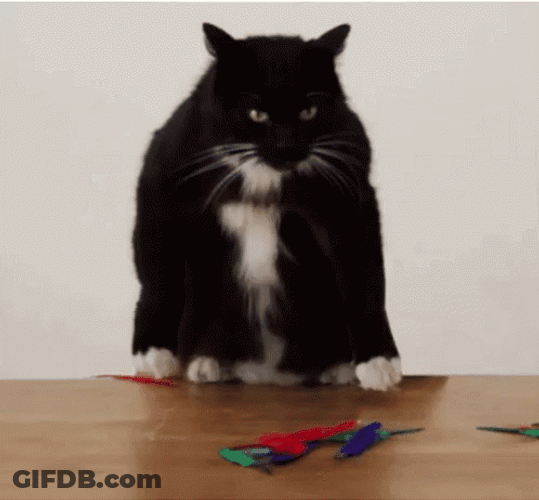 Black Cat Releasing Laser Eyes GIF