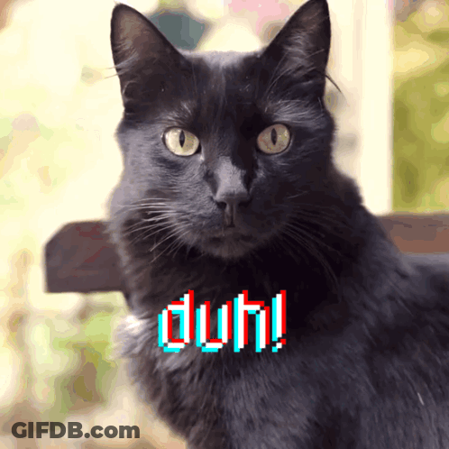 Black Cat Saying Duh GIF