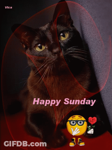 Black Cat Saying Happy Sunday GIF
