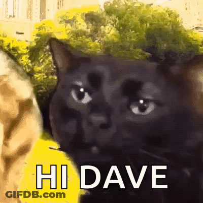Black Cat Saying Hi Dave In Front Of Tree GIF