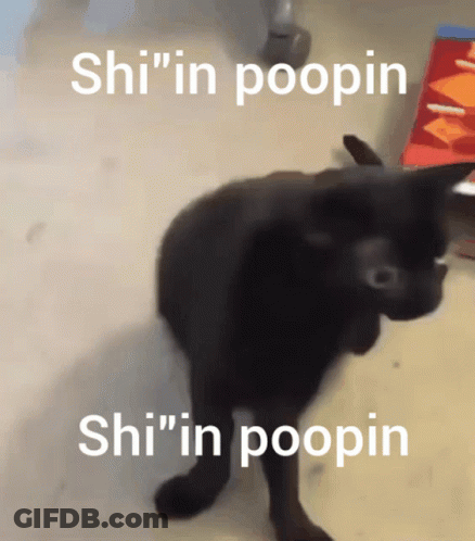Black Cat Saying Shi In Poopin GIF