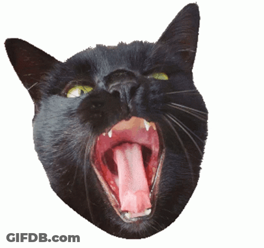 Black Cat Screaming Ouch GIF