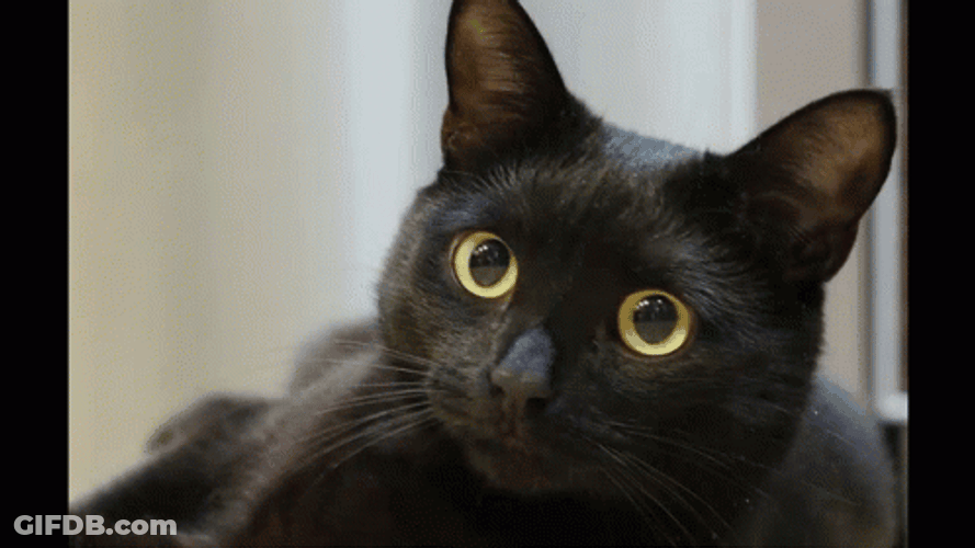 Black Cat Side Eye GIF