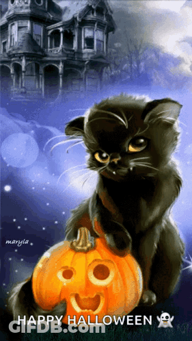 Black Cat Sitting Beside Carved Pumpkin GIF