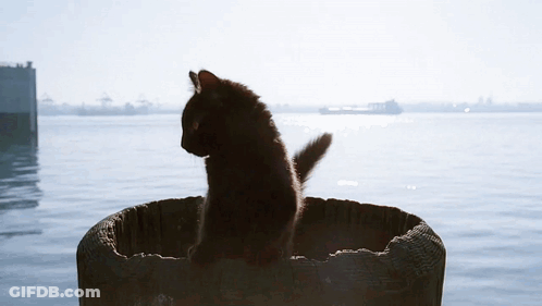 Black Cat Sitting In Bucket GIF