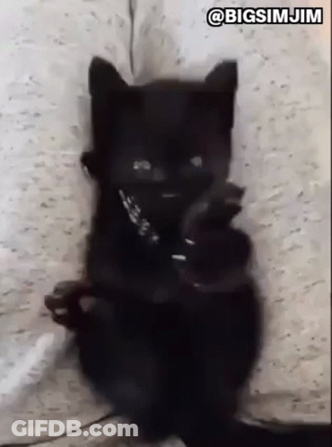 Black Cat Sitting In Corner Looking At Camera GIF