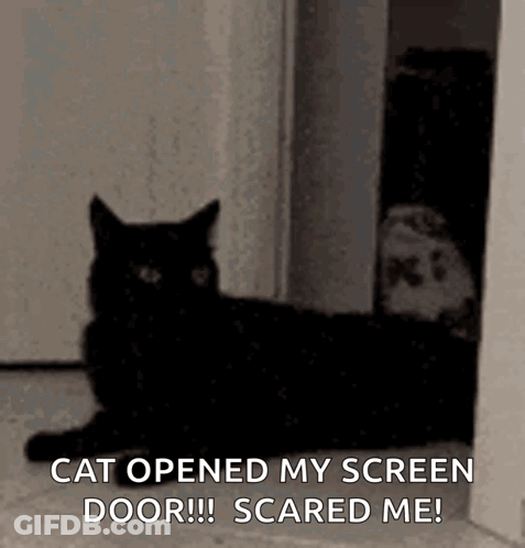 Black Cat Sitting In Front Of Door GIF
