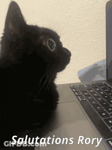 Black Cat Sitting In Front Of Laptop GIF