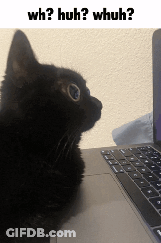 Black Cat Sitting In Front Of Laptop GIF