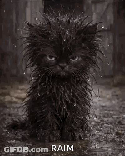 Black Cat Sitting In Puddle With Rain Drops GIF
