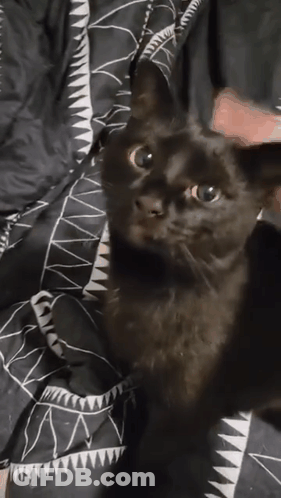 Black Cat Sitting On Blanket GIF