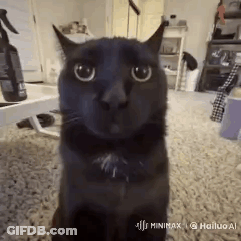 Black Cat Sitting On Carpet Looking At Camera GIF