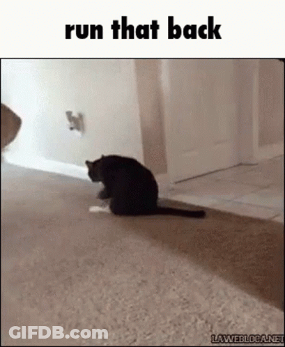 Black Cat Sitting On Carpet Saying Run That Back GIF