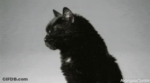 Black Cat Sitting On Gray Surface Looking Side GIF