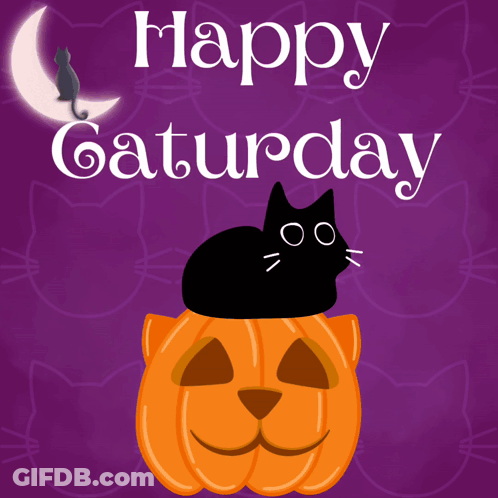 Black Cat Sitting On Pumpkin Happy Saturday GIF