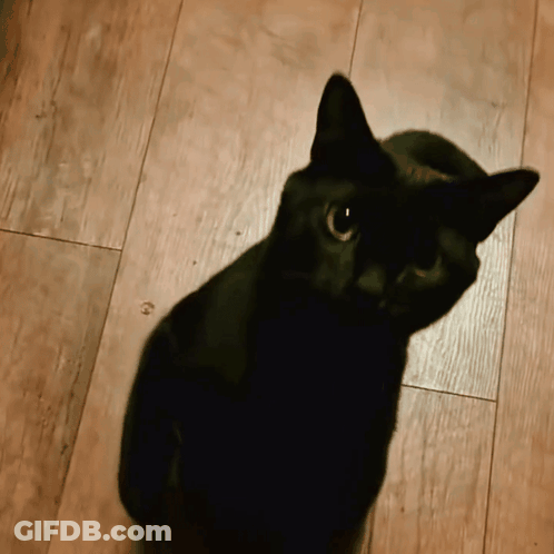 Black Cat Sitting On Wooden Floor Looking Up GIF