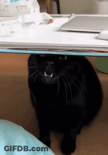 Black Cat Sitting Under Table With Laptop And Tissues GIF