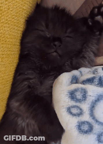 Black Cat Sleeping On Blue Circles Blanket GIF