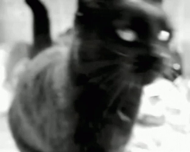 Black Cat Slow Scratch GIF