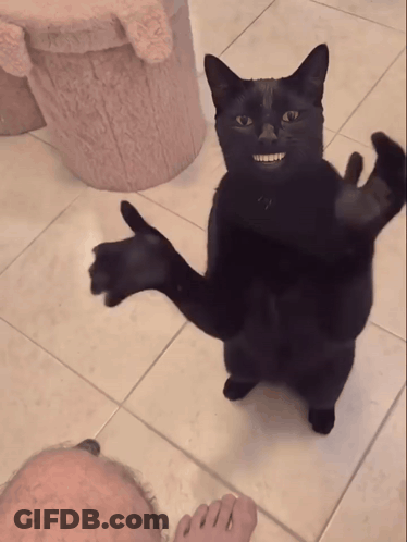 Black Cat Standing Giving Middle Finger GIF
