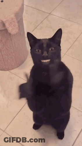 Black Cat Standing Giving Middle Finger GIF