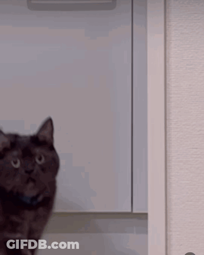 Black Cat Standing GIF