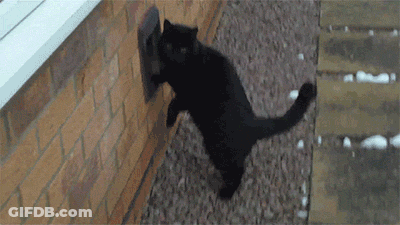 Black Cat Standing Next To Brick Wall GIF