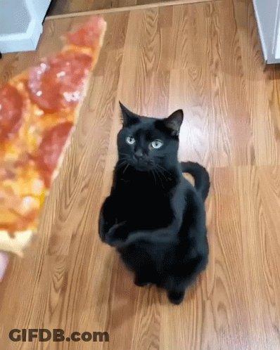 Black Cat Standing Next To Pizza Slice GIF