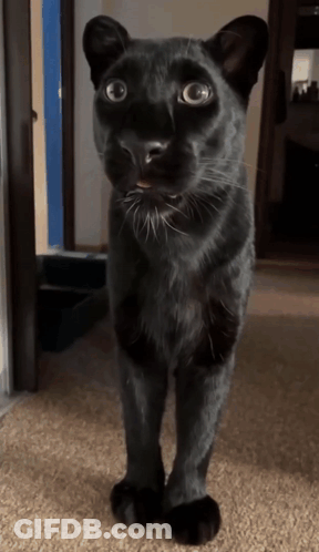 Black Cat Standing On Carpet GIF