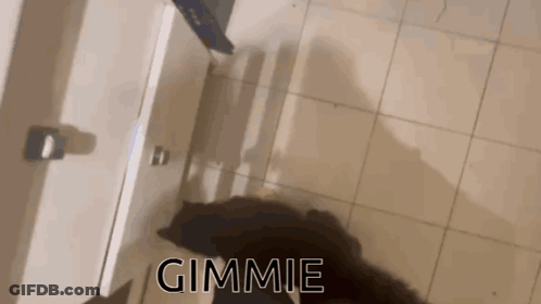Black Cat Standing On Floor Saying Gimmie GIF