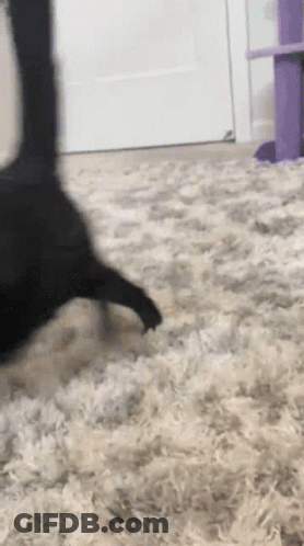 Black Cat Standing On Fluffy Rug GIF