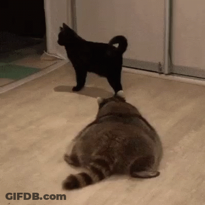 Black Cat Standing On Gray Raccoon GIF