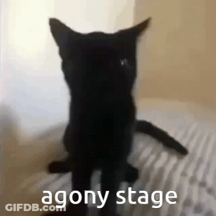 Black Cat Standing On Hind Legs Agony Stage GIF