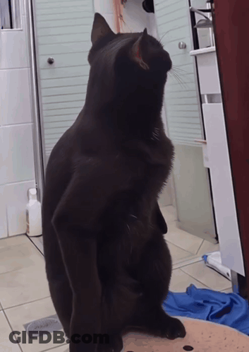 Black Cat Standing On Hind Legs In Front Of Shower GIF