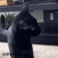 Black Cat Standing On Hind Legs Looking At Camera GIF