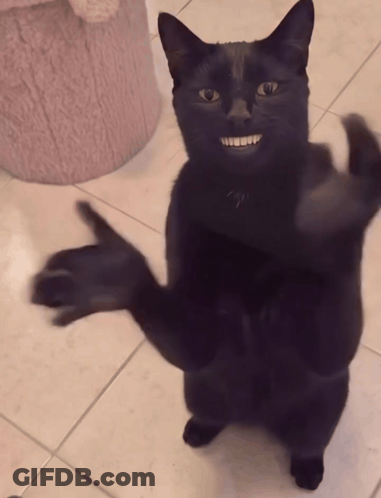 Black Cat Standing On Hind Legs Making Funny Face GIF