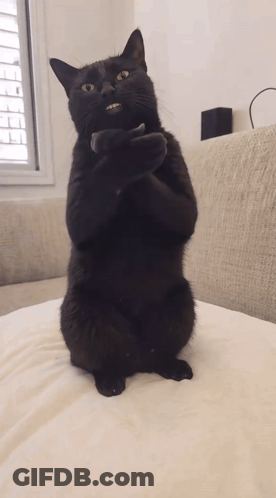 Black Cat Standing On Hind Legs On Couch GIF
