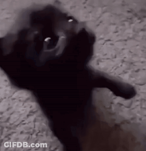 Black Cat Standing On Hind Legs On Rocks GIF